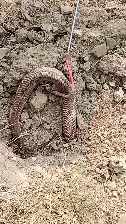 #youtubeshorts #kingcobra #short video#video #good #2023 #super #sank