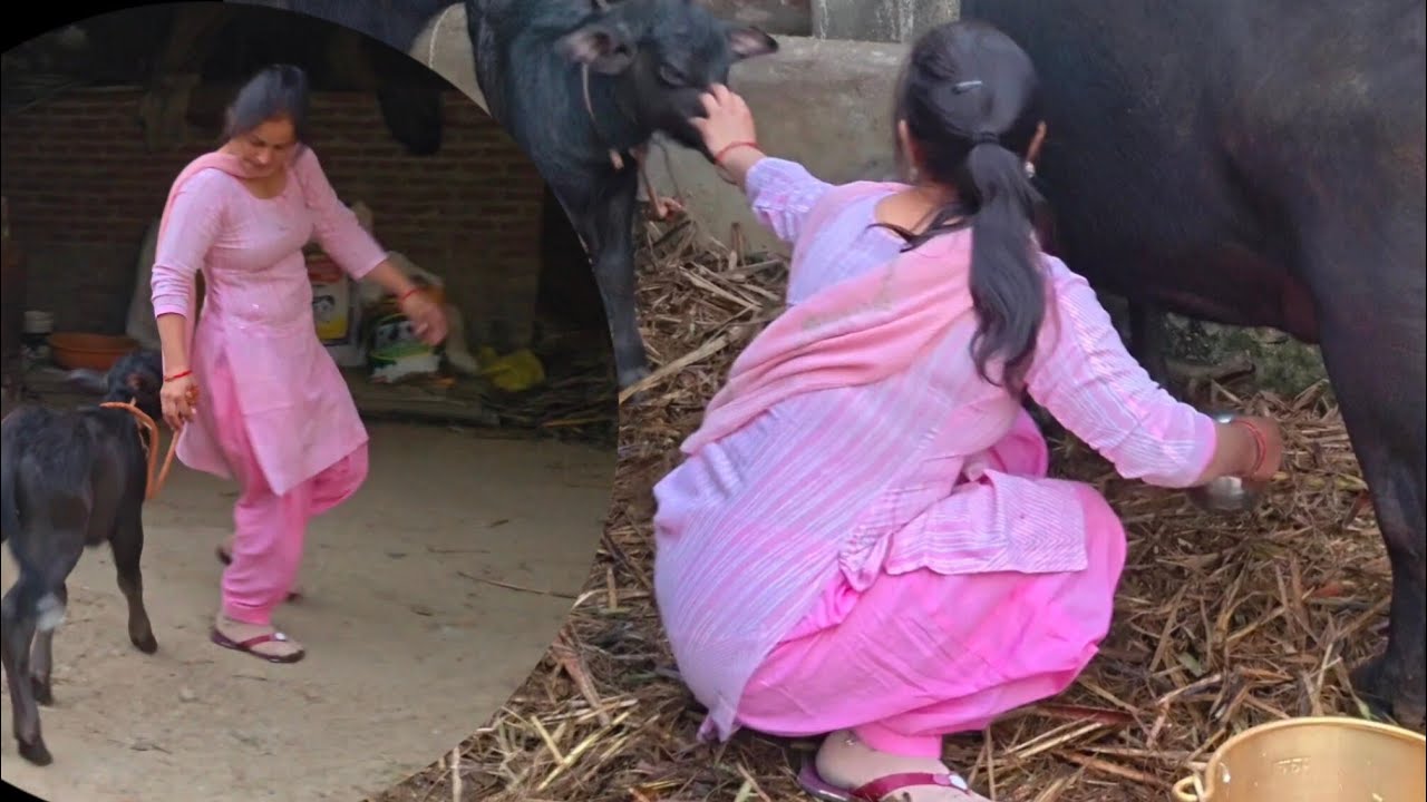 Buffalo milking by hand village girl🐃#farmanimals #cow#buffali#viralvideo #farming life#villagelife 