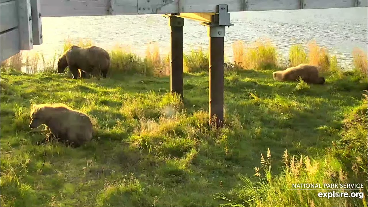 128 Grazer and Her Yearlings - September 19, 2021 (explore.org)