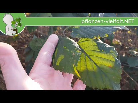 Immergrüne Wildpflanzen 2/3 (Brombeere, Immergrün, Haselwurz, Leberblümchen) - Wildpflanzen Winter