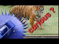 how to get a tiger real excited !