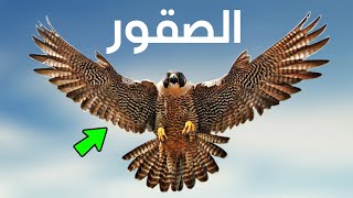 ماذا تفعل الصقور عندما تصل لسن الـ40 ولماذا يفضل العرب الصقر شاهين؟ معلومات مدهشة تُعرض لأول مرة!