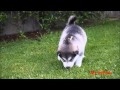 Alaskan Malamutes 4 weeks old