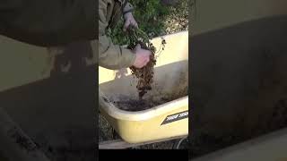 Can You Grow Peanuts In A Bag