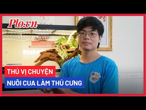 Thú vị chuyện nuôi cua làm thú cưng – PLO