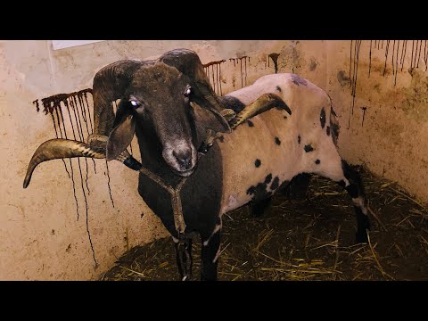 من اقوي المخازن في سوق أهراس جميع انواع الكباش موجودة