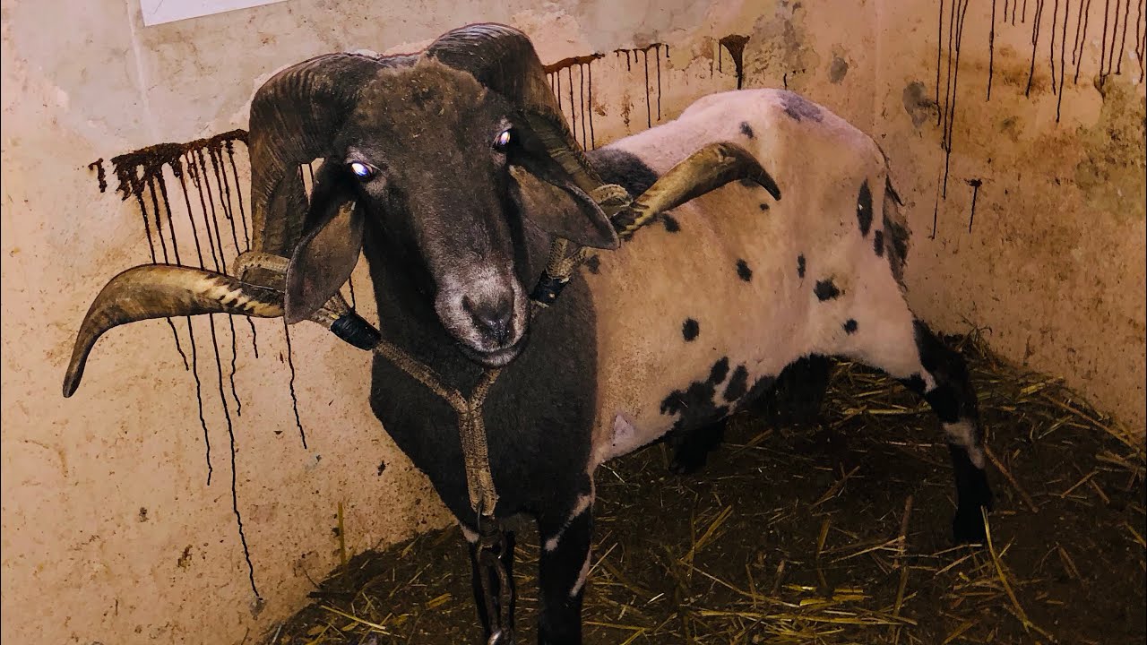 من اقوي المخازن في سوق أهراس 🇩🇿 جميع انواع الكباش موجودة 🤯