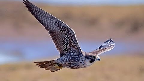 Cắt lớn săn cò trắng . Cò trắng bất lực và cái kết quá đẹp ( Trương Lương Vlog )