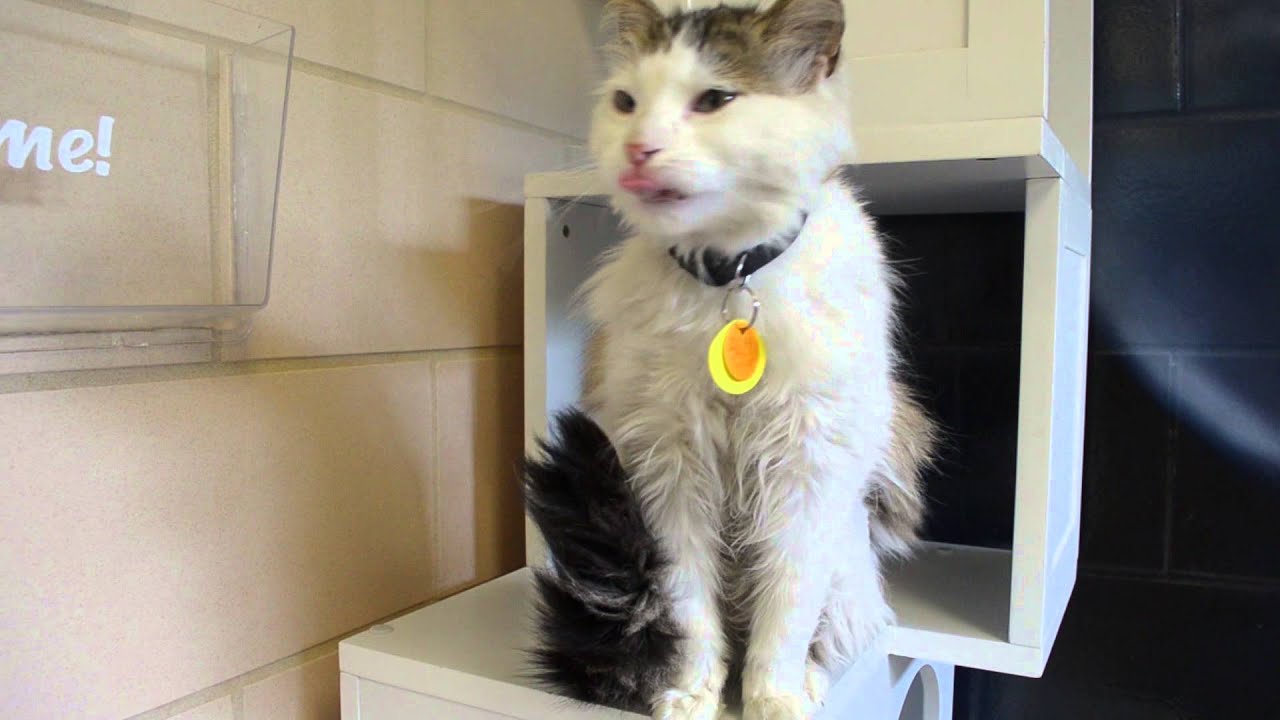 puppy paradise Quirky cat behavior