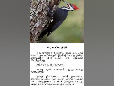 Birds facts in Tamil | Woodpeckers | Tamil new facts - YouTube
