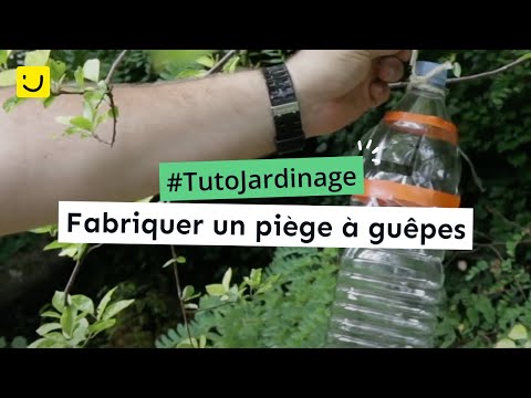 Vidéo: Instructions sur les pièges à guêpes faits maison - Comment fabriquer un piège à guêpes fait maison