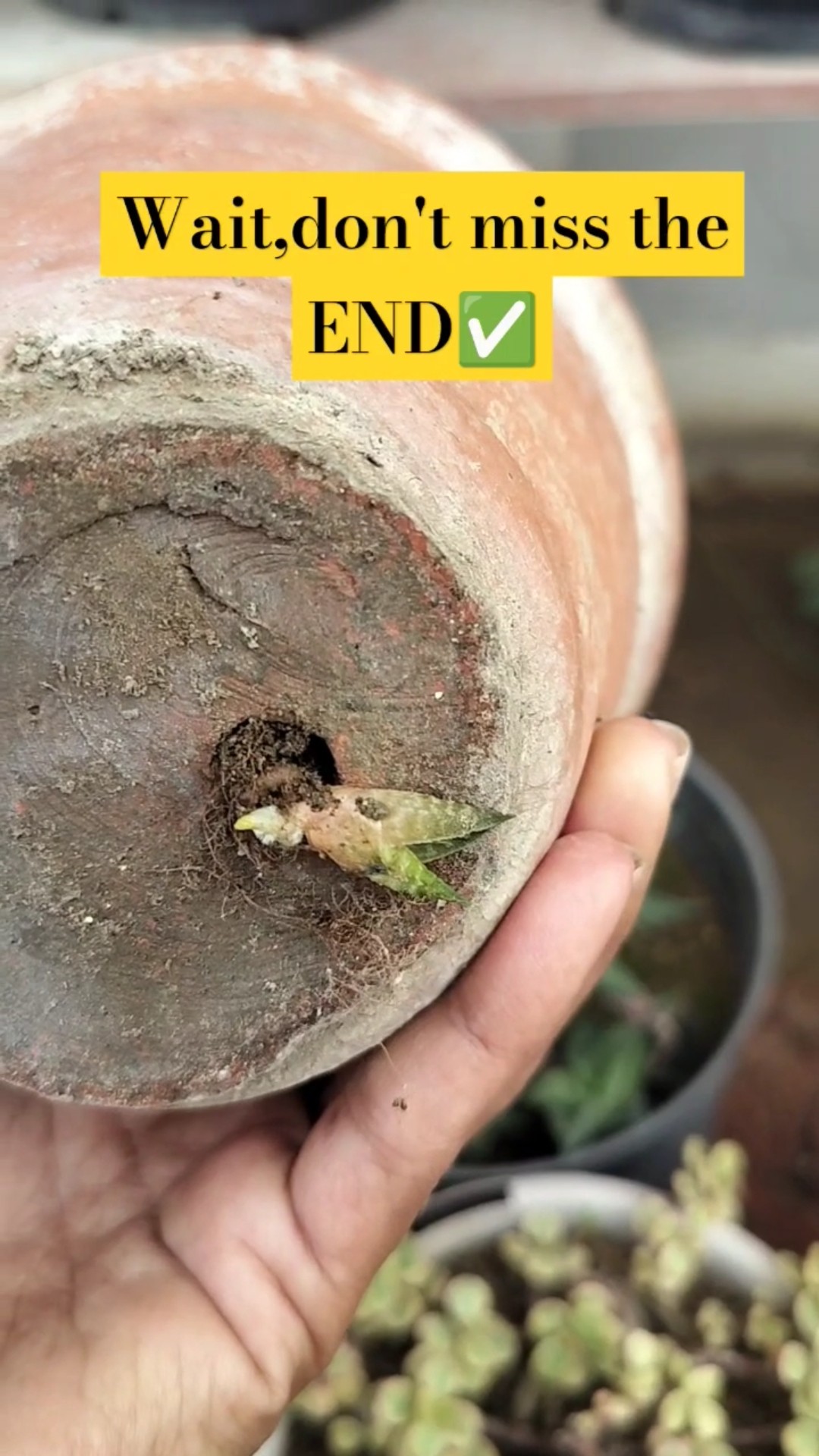 Perfect Example Of NEVER GIVE UP evergreenseeds newyear newlife Perfect Example Of NEVER GIVE UP evergreenseeds newyear newlife