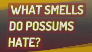 What smells do possums hate?