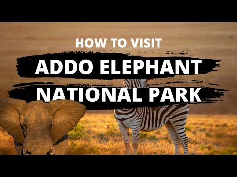 Video: Addo Elephant National Park: The Complete Guide