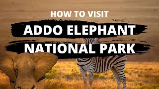 Everything You Need to Know About a Safari in Addo Elephant National Park | Part 2