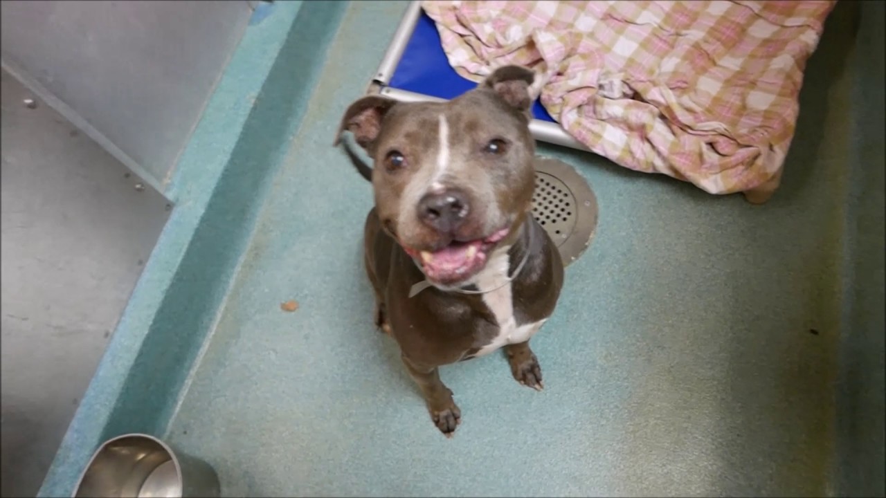 Cinderella - A1098989 - Brooklyn ACC camera iphone 8 plus apk