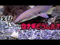ウナギの様子が変わってしまいました。