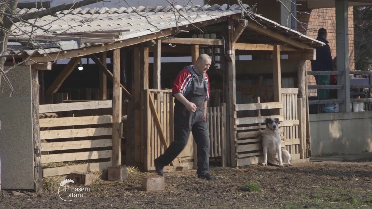 Romanovska rasa ovaca - U nasem ataru 743