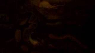 My Snake Eating Lunch