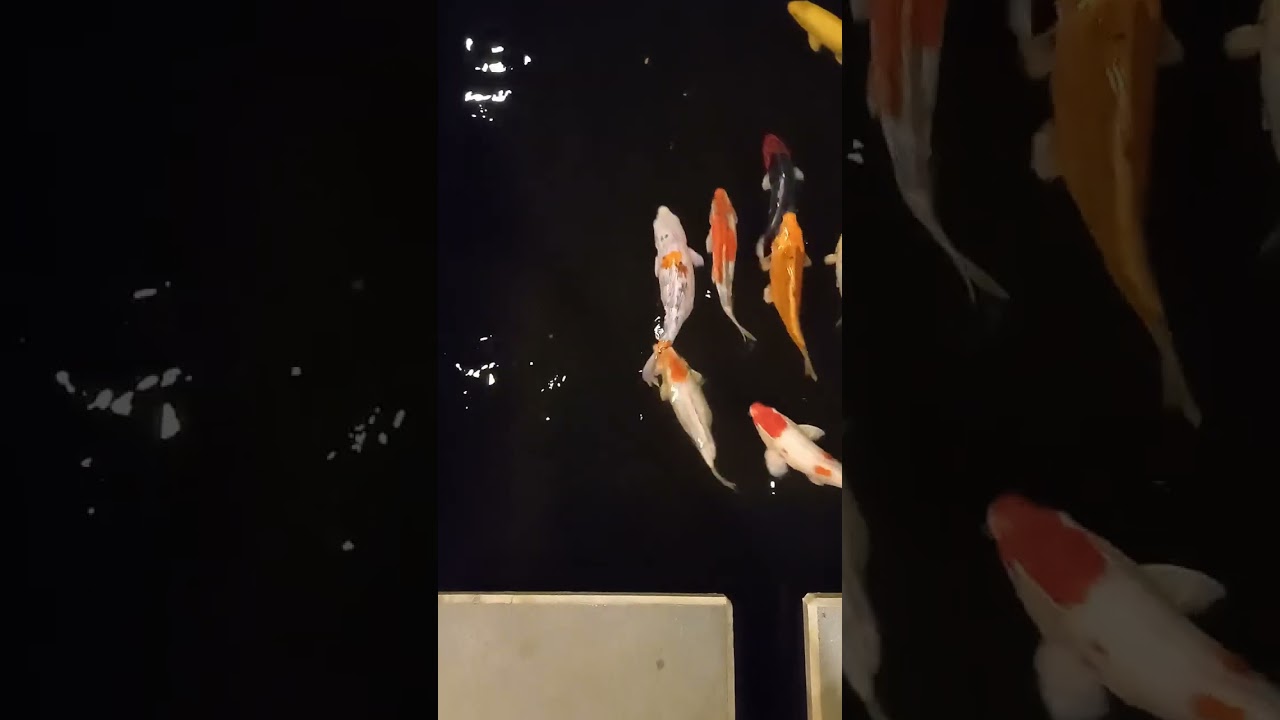 fish fish fish 🐠🐠