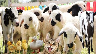 Козы и коровы, звуки животных, кролики, овцы, цыплята, утки, козы