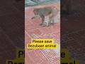 #mana kee Bezubaan hu #monkey #funny#treading song #monkey eating gram। monkey lover #monkey skills