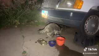 Ricky the Racoon🐾🐾 by Sheila Hunter 40 views 3 years ago 9 seconds