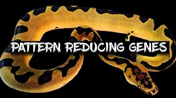 Ball Python Pattern Reducing Genes!