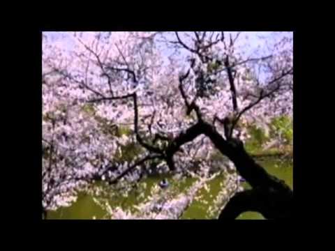 お望花ふぶき
