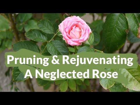 Video: Rose Borer Damage: Lær om Rose Cane Borer Treatment