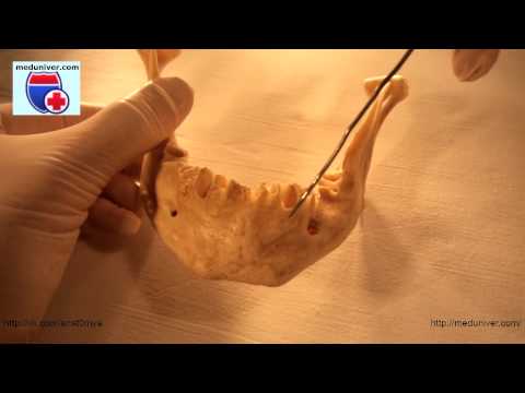 Анатомия нижней челюсти (mandibula) - meduniver.com
