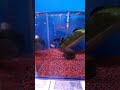 Beautyfull Guppy Black lace & black metal thailand
