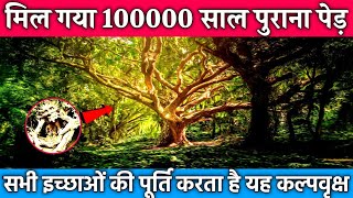 100000 साल पुराना पेड़ जो सभी इच्छाओं को पूर्ण कर सकता है I Kalpvriksha History #Shorts
