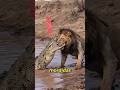 UMA DESSAS MORDIDAS PODE TE PARTIR AO MEIO! #curiosidades #bichos #animais #natureza