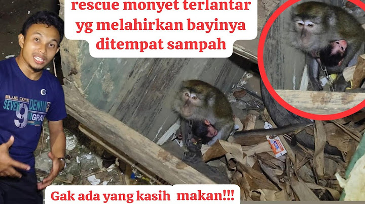 Rescue Monyet yang Melahirkan di tempat sampah!!!