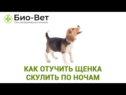 Как Отучить Щенка Скулить по Ночам 🐶 // Сеть Ветклиник Био-Вет