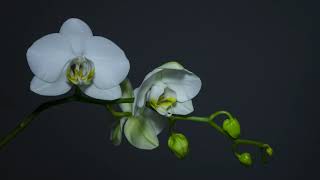 Орхидея В Замедленной Съемке. Наслаждение