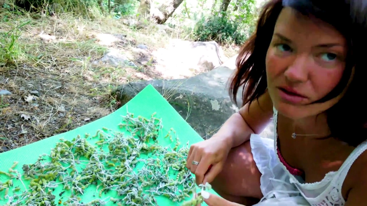 🌄 Крымская Железница она же Крымский лимонник - Крымский эндемик ...