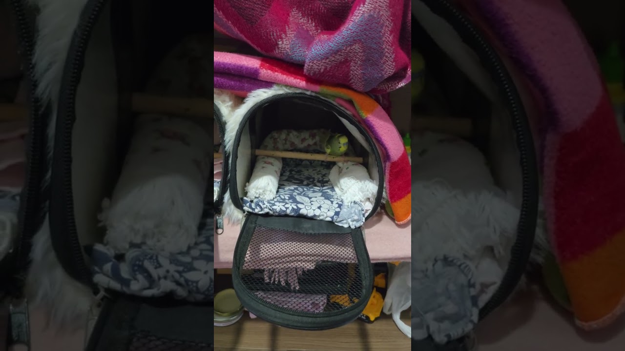 Sabahtan sinirliyiz Locum muhabbet kuşum #shorts