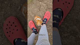 Das Problem mit Inzucht🫶