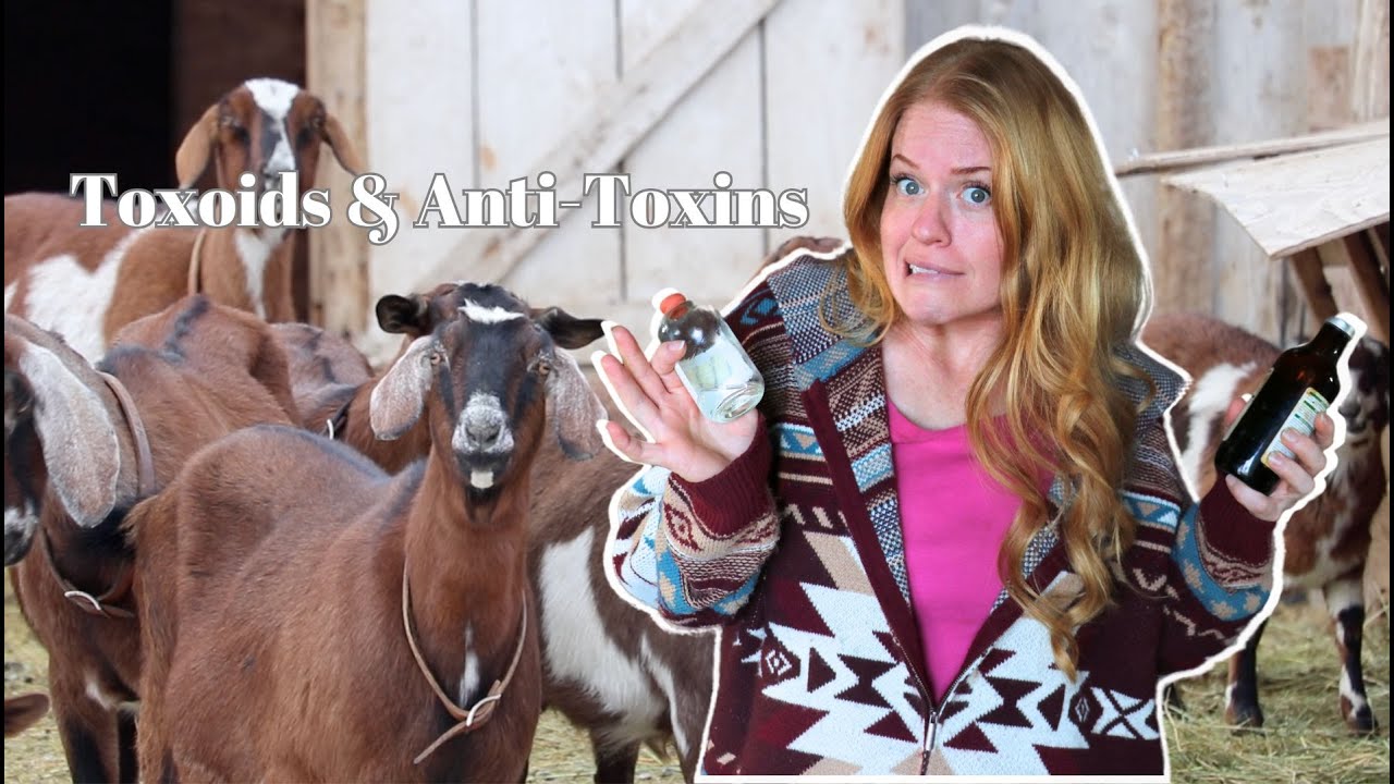 Toxoids and Anti-Toxins for Goats and Why YOU Need to Know!