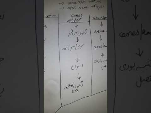 Explain Rods ,cones, Yellow spot Fovea, Blind spot and Optic Nerve