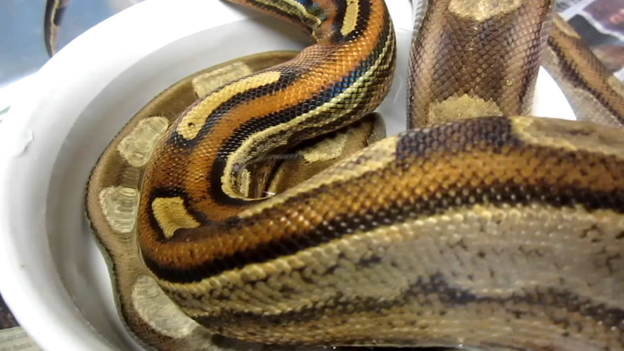 snakes eating dogs Brian Gundy Shares Video Of A Very Nice Pastel Motley Boa