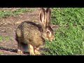 Резвый заяц, но пугливый || The hare is playful, but shy