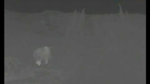 Thermal Video of a Golden Eagle