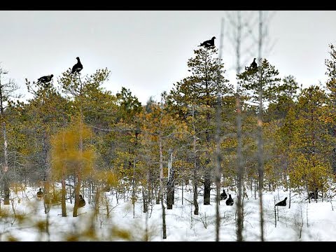 Как охотиться на тетерева зимой?