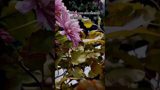 When You Are Obsessed With wild Flower   bts shorts