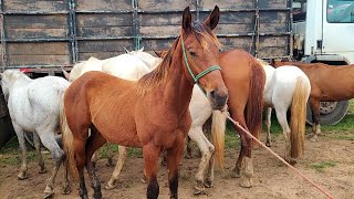 FEIRA DE CAVALO DE CACHOEIRINHA PE, QUINTA FEIRA, 09.05.24 #nordeste