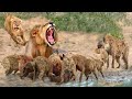 Hyenas Teamed Up To Attack The Lioness And The Unexpected Ending When The Male Lion Appeared