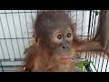 Rescued baby orangutan munching on tasty sunflower seeds